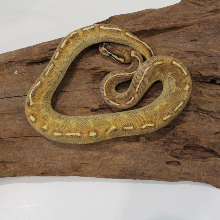 King Python Enchi Highway Woman, Animaux & Accessoires, Serpent, 0 à 2 ans