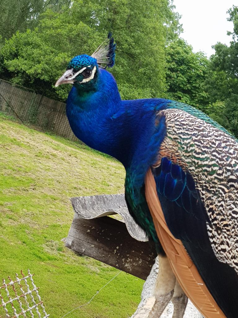Eieren Pauw blauw x wit, Dieren en Toebehoren, Pluimvee, Geslacht onbekend, Overige soorten