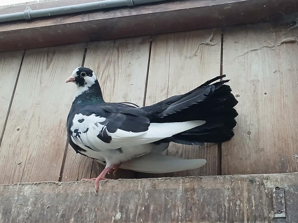 3 pauwstaart duiven vermoedelijk 2 vrouwtjes 1 man, Animaux & Accessoires