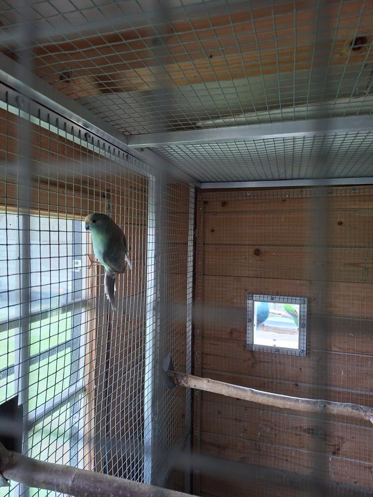 CINNAMON KAKARIKIS, Animaux & Accessoires, Oiseaux | Canaris