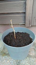 Diverse stekken: Ginkgo, Laurier, Ligusters, Chrysant, etc, Tuin en Terras, Ophalen