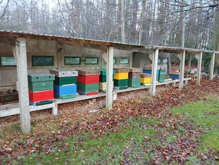 50 bijenvolken met kast, Animaux & Accessoires, Insectes & Araignées, Abeilles