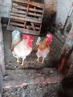 jonge hanen, Mâle, Poule ou poulet