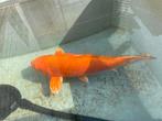 5 grote koi's en 1 steur, Dieren en Toebehoren, Karper of Koi