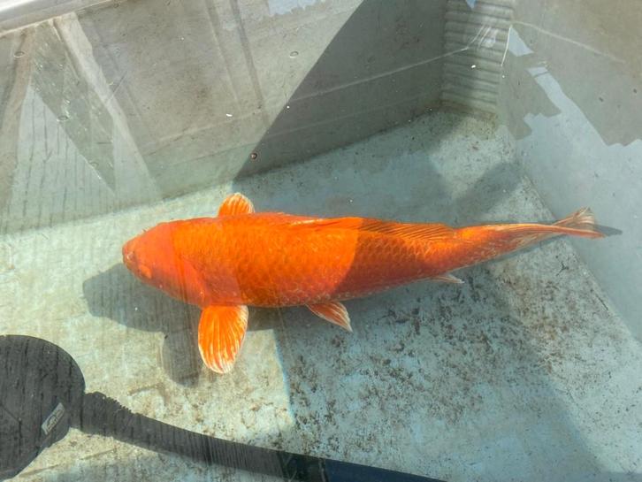 5 grote koi's en 1 steur, Dieren en Toebehoren, Vissen | Vijvervissen, Karper of Koi