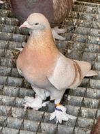 Takla, Animaux & Accessoires