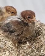 Citroen Brakel kuikentjes