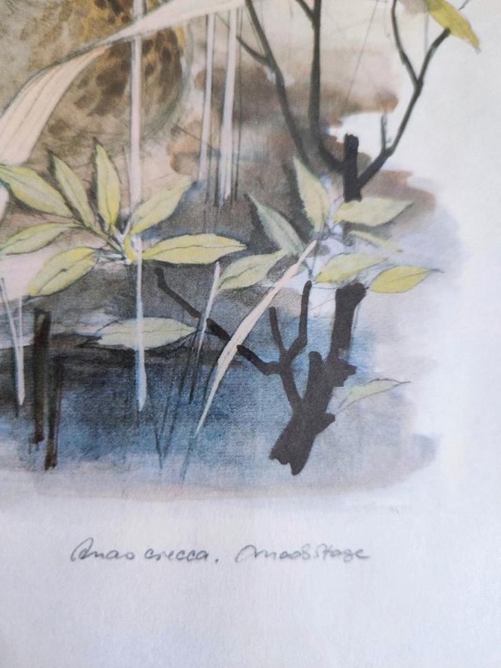 Anas Crecca (canard), impression d'art signée Mads Stage, Maison & Meubles, Accessoires pour la Maison | Décorations murale, Utilisé