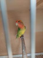 Agapornis roseicollie man, Dieren en Toebehoren, Vogels | Parkieten en Papegaaien