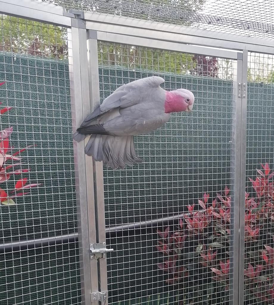 split lutino roze man 2023