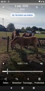 begeleide buitenwandeling met pony's, Animaux & Accessoires, Poneys, Hongre, Poney de récréation, Poney D (1.37 m à 1.48m), Ne s'applique pas