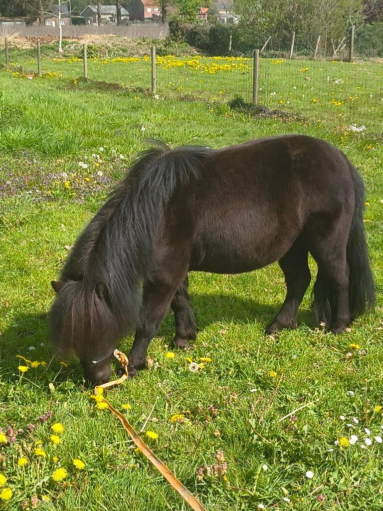Mini Shetlander te koop, Dieren en Toebehoren, Pony's, Merrie, Zadelmak, Recreatiepony, 7 tot 10 jaar, Ontwormd