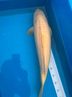 Doitsu karaschigoi van 60 cm, Dieren en Toebehoren, Vissen | Vijvervissen, Karper of Koi