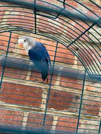 A vendre agaporis blue et 1 dd blue all bee à partir de 2026, Animaux & Accessoires