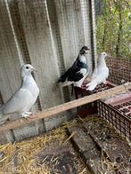 8 jonge sierduifjes, Geslacht onbekend