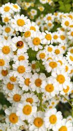 Moederkruid Tanacetum Parthenium uit biologische zaden, Volle zon, Vaste plant, Zomer, Ophalen