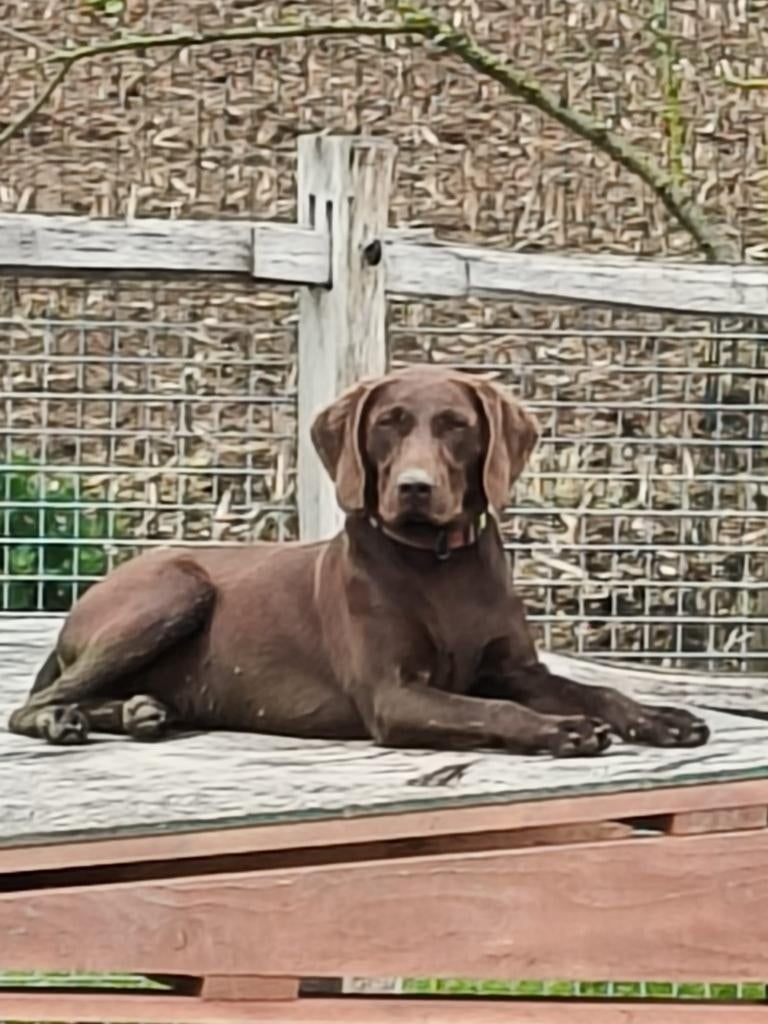 Choco met platen &choco duitse staande teefjes met stamboom, Dieren en Toebehoren, Duitse Staande hond, België, Fokker | Hobbymatig