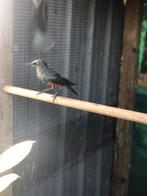 ROODBUIK GLANSSPREEUWEN 2022 Lamprotornis Pulcher, Dieren en Toebehoren, Meerdere dieren, Tropenvogel, Geringd