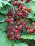 japanse wijnbes, Tuin en Terras, Planten | Fruitbomen, Ophalen, Minder dan 100 cm, Overige soorten, In pot