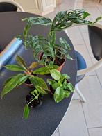 Set de 4 plantes, Maison & Meubles, Enlèvement ou Envoi