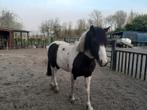Pony's te koop, Dieren en Toebehoren, Pony's, Meerdere dieren, Niet van toepassing