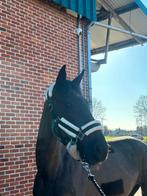 paarden, Dieren en Toebehoren, Merrie, Met stamboom, Springpaard, Zadelmak