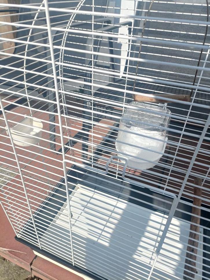 Cage à oiseaux/cage à perroquets, Animaux & Accessoires, Oiseaux | Oiseaux Autre