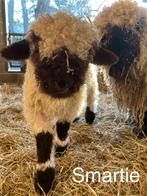 Smartie van ‘t Graanhof, ramlam, Walliser schwarznase, Dieren en Toebehoren, Mannelijk, Schaap, 0 tot 2 jaar