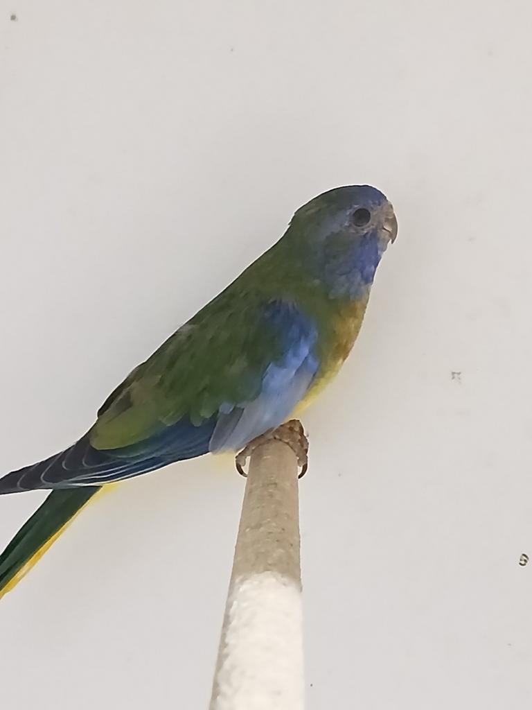 Perruche splendide mâle 2025, Animaux & Accessoires, Mâle, Perruche, Bagué