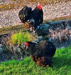 Trio Cochin kriel zwart/wit, Dieren en Toebehoren, Kip