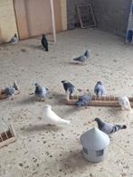 Postduiven en hoogvlieger, Dieren en Toebehoren, Vogels | Duiven