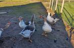 Broedeieren van raszuivere vlaamse ganzen