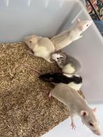 rats, Décembre, Plusieurs animaux, Rat