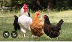 Ik zoek afgedankte kippen, konijnen en waterschildpadden, Dieren en Toebehoren, Pluimvee