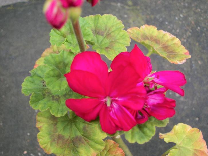Pelargonium 'William Tell', 'Apple blossom rosebud' enz, Tuin en Terras, Planten | Tuinplanten, Eenjarig, Overige soorten, Halfschaduw