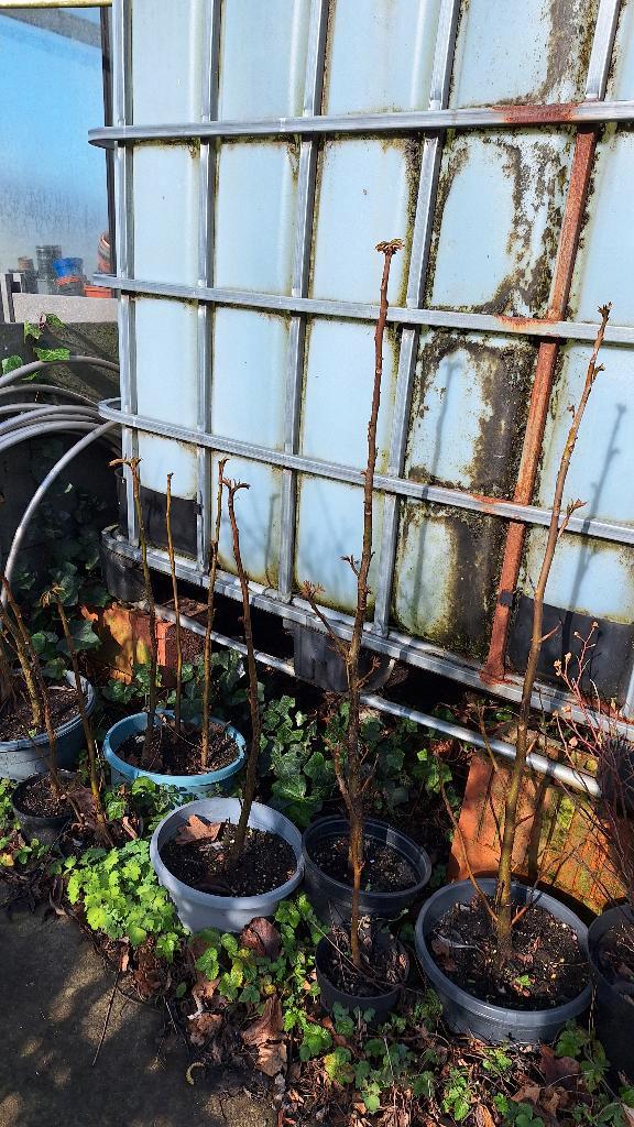 Vleugelnoot boompjes, Jardin & Terrasse, Plantes | Arbres, Autres espèces, Moins de 100 cm, Plein soleil, Été, En pot, Enlèvement