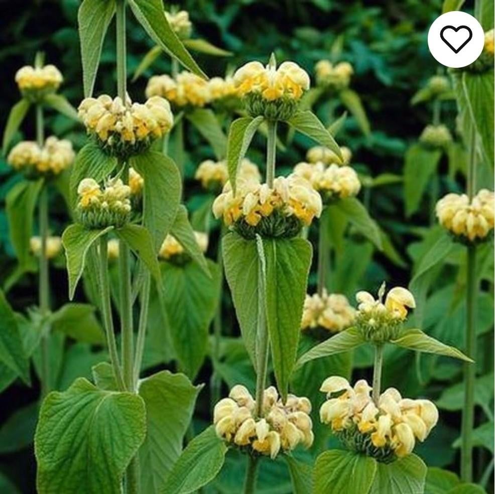 Brandkruid / Phlomis russeliana, Jardin & Terrasse, Plein soleil, Enlèvement, Plante fixe, Été