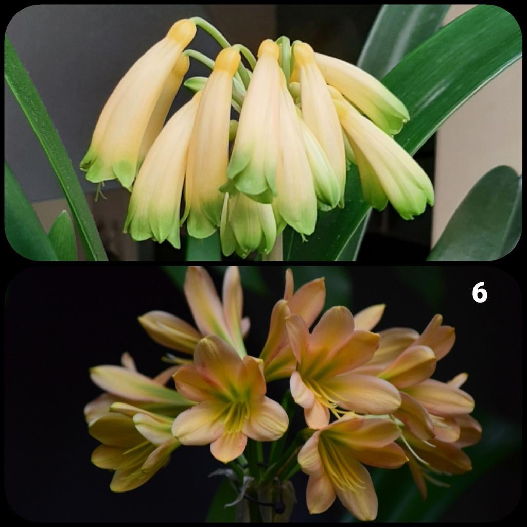 Clivia kruising Gardinii Yellow x Miniata Euro Peach (grth), Bloeiende kamerplant, Ophalen of Verzenden, Volledige schaduw