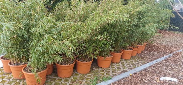 Bamboe Fargesia, Tuin en Terras, Planten | Struiken en Hagen, Struik, Bamboe, 100 tot 250 cm, Ophalen