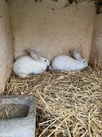 Vlaamse reuzen, Animaux & Accessoires