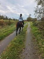 Verzorgpaard gezocht door ervaren ruiter (14j) - Regio Zele