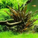 Aquariumplant - Cryptocoryne Wendtii Bruin, Dieren en Toebehoren, Ophalen of Verzenden