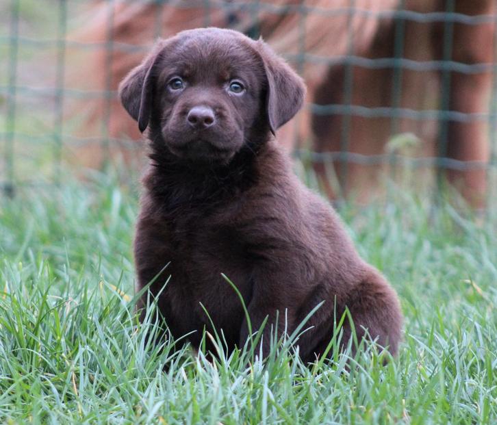 Labrador pups, Dieren en Toebehoren, Honden | Retrievers, Spaniëls en Waterhonden, Meerdere dieren, Labrador retriever, Fokker | Professioneel