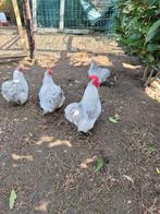 Broedeieren grijze cochinns, Dieren en Toebehoren, Pluimvee