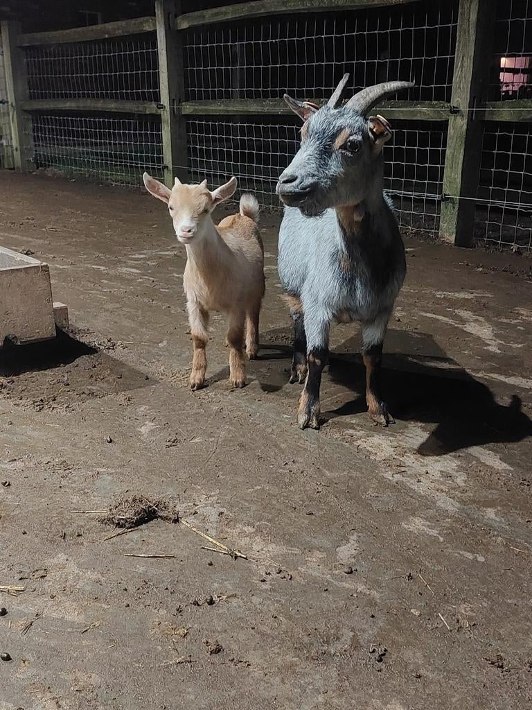 Schimmeltan ooi met bok lammetje., Dieren en Toebehoren, Schapen, Geiten en Varkens, Meerdere dieren, Geit, 6 jaar of ouder