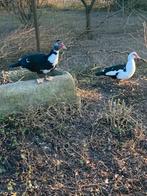 Barberie eenden, Dieren en Toebehoren, Vogels | Overige Vogels, Meerdere dieren