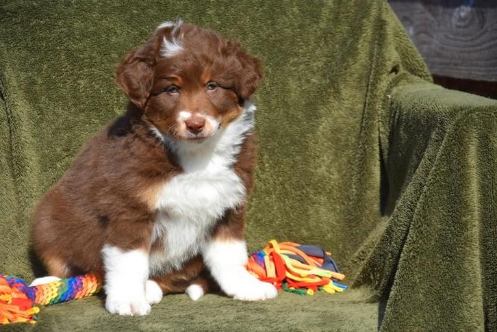 Prachtig Tricolor Border Collie pupje, Dieren en Toebehoren, Honden | Herdershonden en Veedrijvers, Meerdere dieren, Collie, Fokker | Professioneel