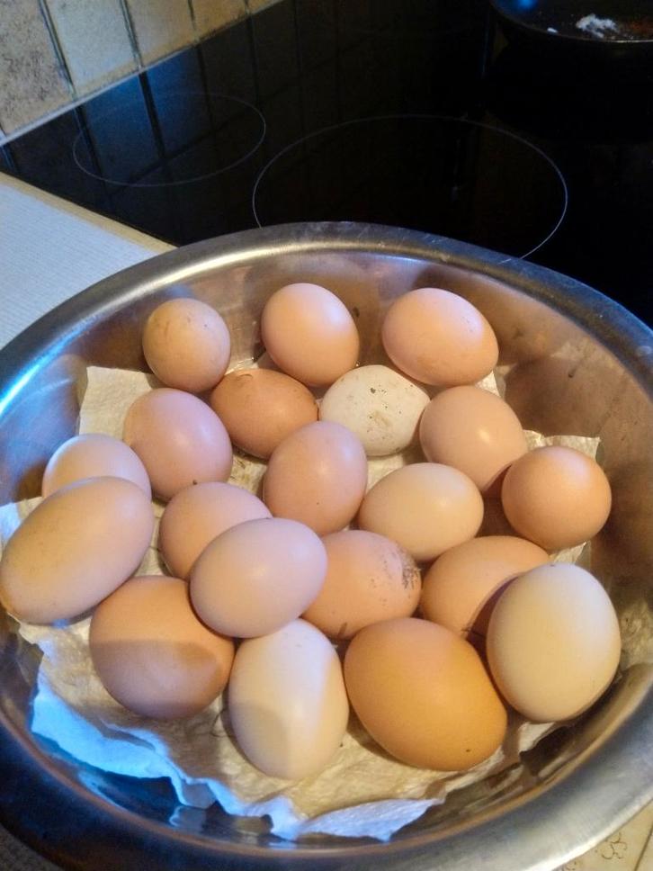 eieren, Dieren en Toebehoren, Pluimvee, Kip