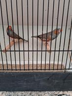 Zebra vink mannen + poppen