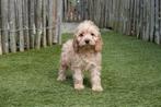 Prachtige Abrikoos/rode en Sable Cockapoo pups, Parvo, België, Overige rassen, 8 tot 15 weken